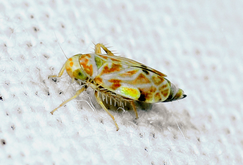 Erythria sp (Tiflocibinae)